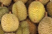 Hoe een Durian rijpen in één dag