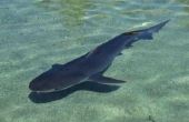 Wat soorten haaien zijn gevonden in de buurt van Topsail eiland?