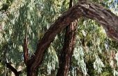 Soorten eucalyptusbomen