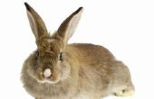 Hoe lang duurt het voordat de hormonen regelen na castratie of castratie van konijnen?
