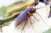 How to Kill kakkerlakken met diatomeeënaarde