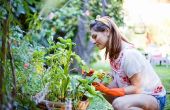 10 manieren om te besparen op Water in uw tuin