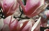 De beste tijd om een magnoliaboom te planten