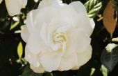 Wat Is de witte schimmel op Gardenias?