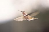 Hoe maak je je eigen Hummingbird Feeder en Nectar