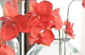 Hoe orchideeën om vers te houden toen gesneden