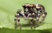 Gemeenschappelijke spinnen in Zuid-Afrika