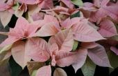 How to Care for Poinsettia