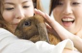 Hoe lang een tamme konijnen leven?