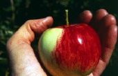 How to Grow appels in Californië
