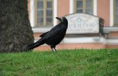 How to Get Rid van Raven vogels