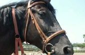 Informatie over HBO-opleiding vereist voor paard Trainers