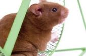 Wat zijn de kenmerken van een Hamster?
