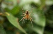 Tekenen & symptomen van de beet van een geïnfecteerde Spider