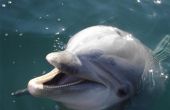 Waar om te zwemmen met de dolfijnen in Hawaï