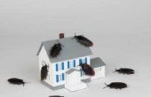Welke oorzaken Bugs te sterven In-Home?