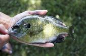How to Cook Bluegill vis