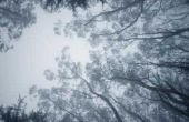 Eucalyptusbomen kopen