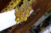 Hoe krijg ik honing uit een honingraat