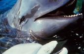 Vergelijking en Contrast van walvissen en dolfijnen