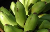 Hoe vertel ik het verschil tussen een banaan Plant & een weegbree Plant?