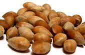 Hoe te eten Ginkgo noten