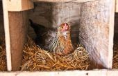 Hoe groot moet nesten vakken voor kippen?