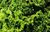 Home Remedies voor insecten op planten van Kale