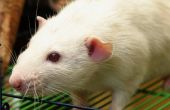 Hoe te verwijderen van de geur van Urine van ratten