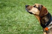 Tekenen van vink koorts bij honden