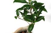 De zorg van Ginseng Ficus Bonsai planten