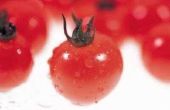 How to Grow Tomaten binnenshuis