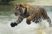 Lijst van bedreigde dieren in India
