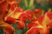 Wat Is het verschil tussen een Tiger Lily en een Daglelies?