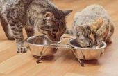 Wanneer Kittens beginnen eten van vaste stoffen?