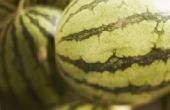 How to Grow Tomaten, watermeloenen & Cantaloupe samen
