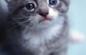 Waarom bijten katten hun Kittens op de nek?