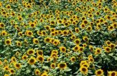 Wat is het verschil tussen zonnebloemen & onkruid?