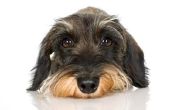 Acidophilus gebruik op honden met gistbesmettingen