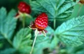 Groeistadia van de Raspberry Plant