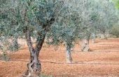 Olive Tree groeicijfers