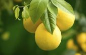 How to Get Rid van Stink Bugs op een Lemon Tree