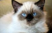 Himalaya Perzische kat kleuren