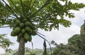 Identificeren van mannelijke & vrouwelijke Papaya bomen