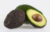 Bodem vochtigheidsmanagement voor Hass avocado 's