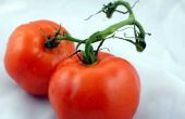 Bruine vlekken op Homegrown tomaten