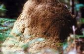 Hoe lang duurt het voor termieten te doen schade?