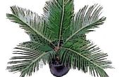 How to Plant Sago Palms