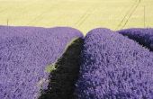 Het gebruik van lavendel voor de behandeling van haarverlies