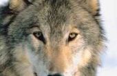 Weinig bekende feiten over wolven en hun uithoudingsvermogen